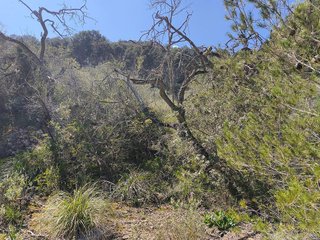 Terreno en venta en Algaida