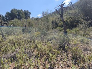Terreno en venta en Algaida