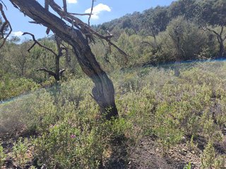 Terreno en venta en Algaida