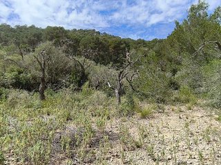 Terreno en venta en Algaida