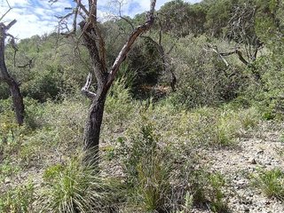 Terreno en venta en Algaida