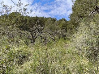 Terreno en venta en Algaida