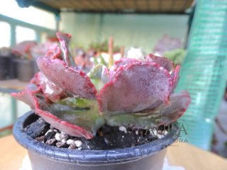 Echeveria Gibbiflora 101 - Vaso 12