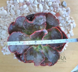 Echeveria Gibbiflora 101 - Vaso 12