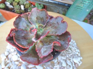 Echeveria Gibbiflora 101 - Vaso 12