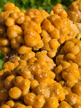 Calcita Botroidal Euskadi
