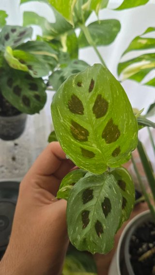 Maranta Leuconeura Variegata (opção de vaso+terra)