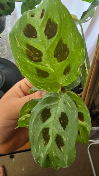 Maranta Leuconeura Variegata (opção de vaso+terra)