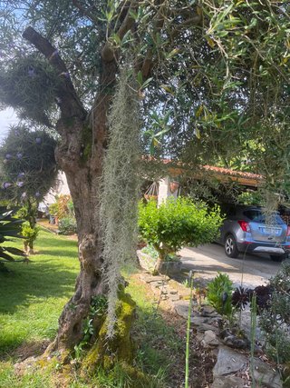 Planta de aire barba 15 centímetros