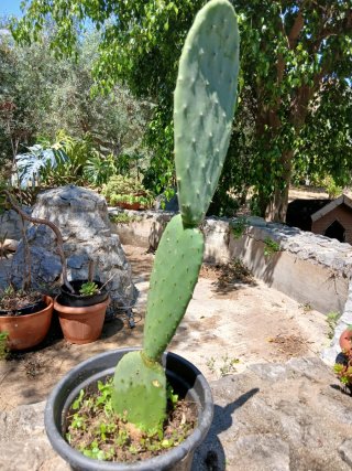 Pianta Fico d'India Bio Siciliano