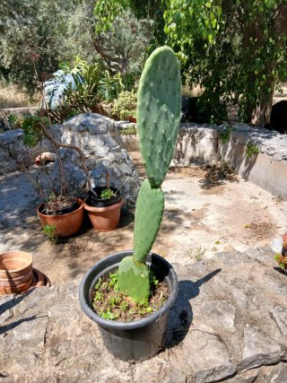 Pianta Fico d'India Bio Siciliano