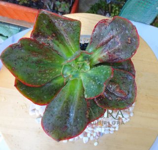 Echeveria Gibbiflora Alligator Vaso 12