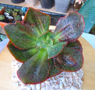 Echeveria Gibbiflora Alligator Vaso 12