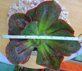 Echeveria Gibbiflora Alligator Vaso 12