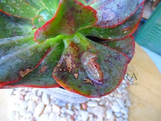 Echeveria Gibbiflora Alligator Vaso 12