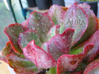 Echeveria Gibbiflora 'Kissing' Rara