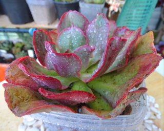 Echeveria Gibbiflora 'Kissing' Rara