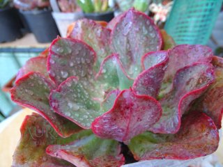 Echeveria Gibbiflora 'Kissing' Rara