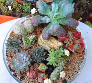 Echeveria Gibbiflora 'Línguas' Suculenta