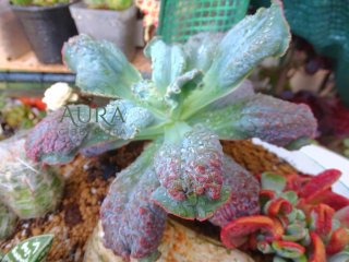 Echeveria Gibbiflora 'Línguas' Suculenta