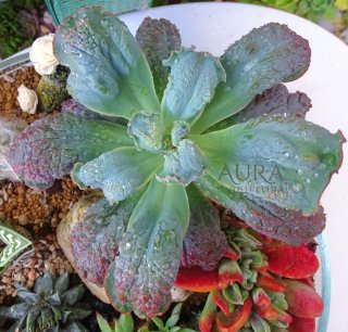 Echeveria Gibbiflora 'Línguas' Suculenta