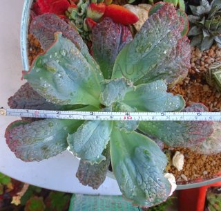 Echeveria Gibbiflora 'Línguas' Suculenta