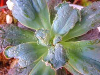 Echeveria Gibbiflora 'Línguas' Suculenta