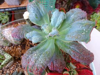 Echeveria Gibbiflora 'Línguas' Suculenta