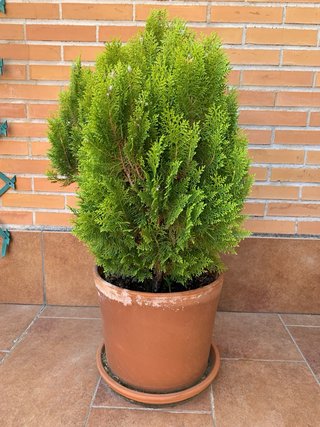 2 Macetas con tuyas occidentalis