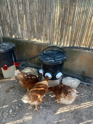 Kit Bebederos y Comederos para Aves