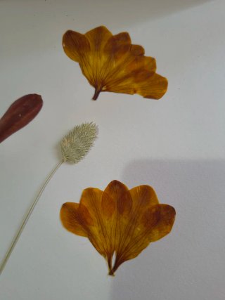 Fiori pressati decorativi