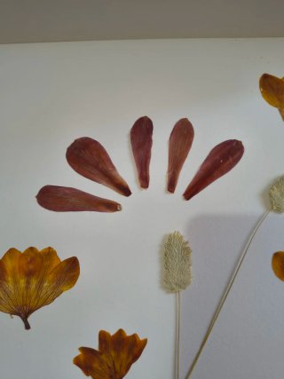 Fiori pressati decorativi