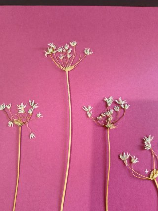 Fiori pressati decorativi