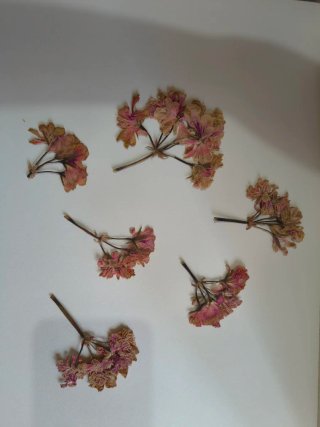 Fiori pressati decorativi