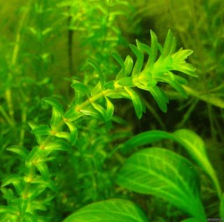 Planta Acuática Elodea