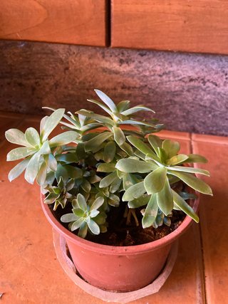 Planta Sedum Palmeri Suculenta
