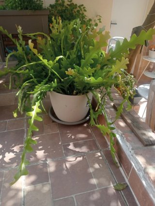 Cactus gran porte