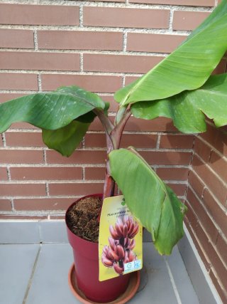 Platanera Roja Musa acuminata "red dacca"