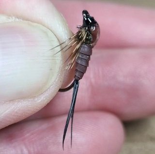NINFAS PARA LA PESCA DE TRUCHAS