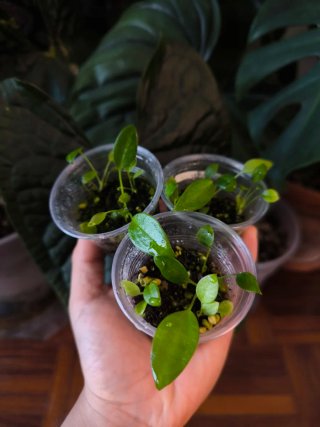 Anthurium Wendligeri x3 mudas