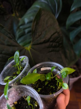 Anthurium Wendligeri x3 mudas