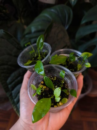Anthurium Wendligeri x3 mudas