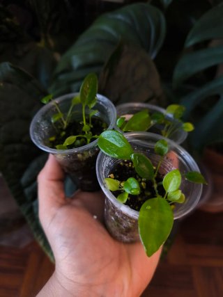 Anthurium Wendligeri x3 mudas