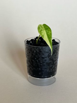 Alocasia Gageana Aurea
