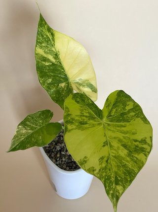Alocasia Gageana Aurea