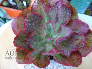 Lote de suculentas Erica
