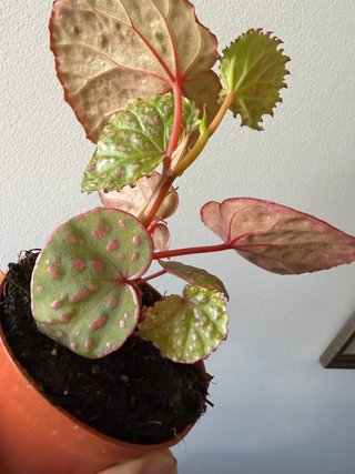 Begonia Muara Wahau