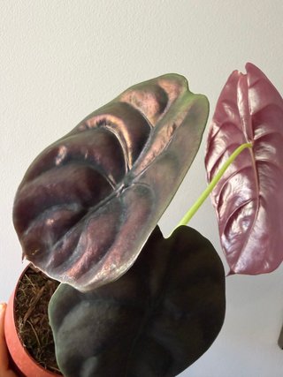 Alocasia Cuprea Red