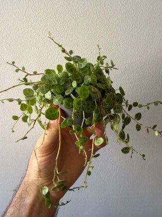 Peperomia Prostrata