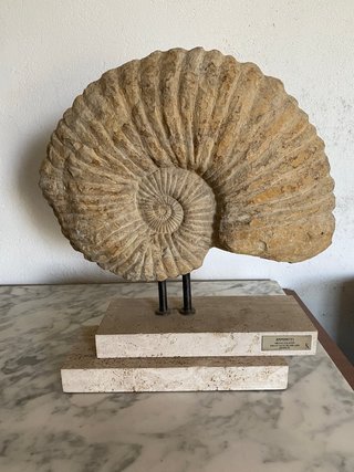 Fósil Molusco Cefalópodo Amonite